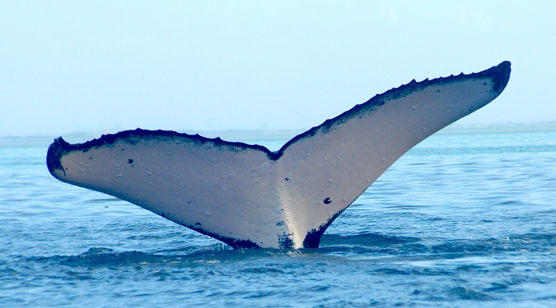 L'observation d'une migration précoce de quelques baleines n'est pas forcément significative à l'échelle de l'ensemble de la population, selon le biologiste Michael Poole. © MMPoole 2016