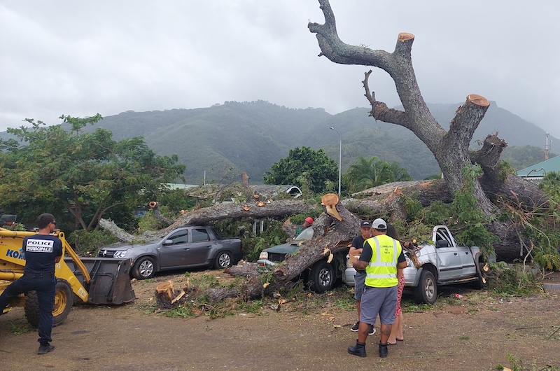 Un arbre s'effondre sur trois voitures à Paea