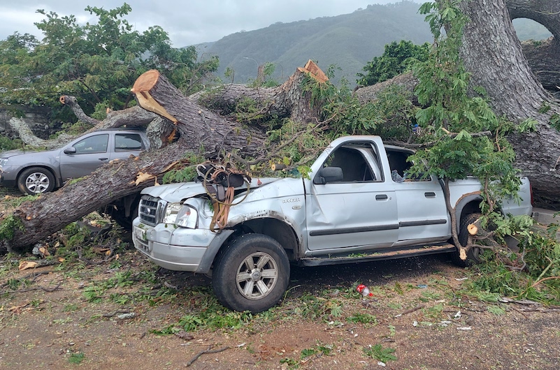 Un arbre s'effondre sur trois voitures à Paea