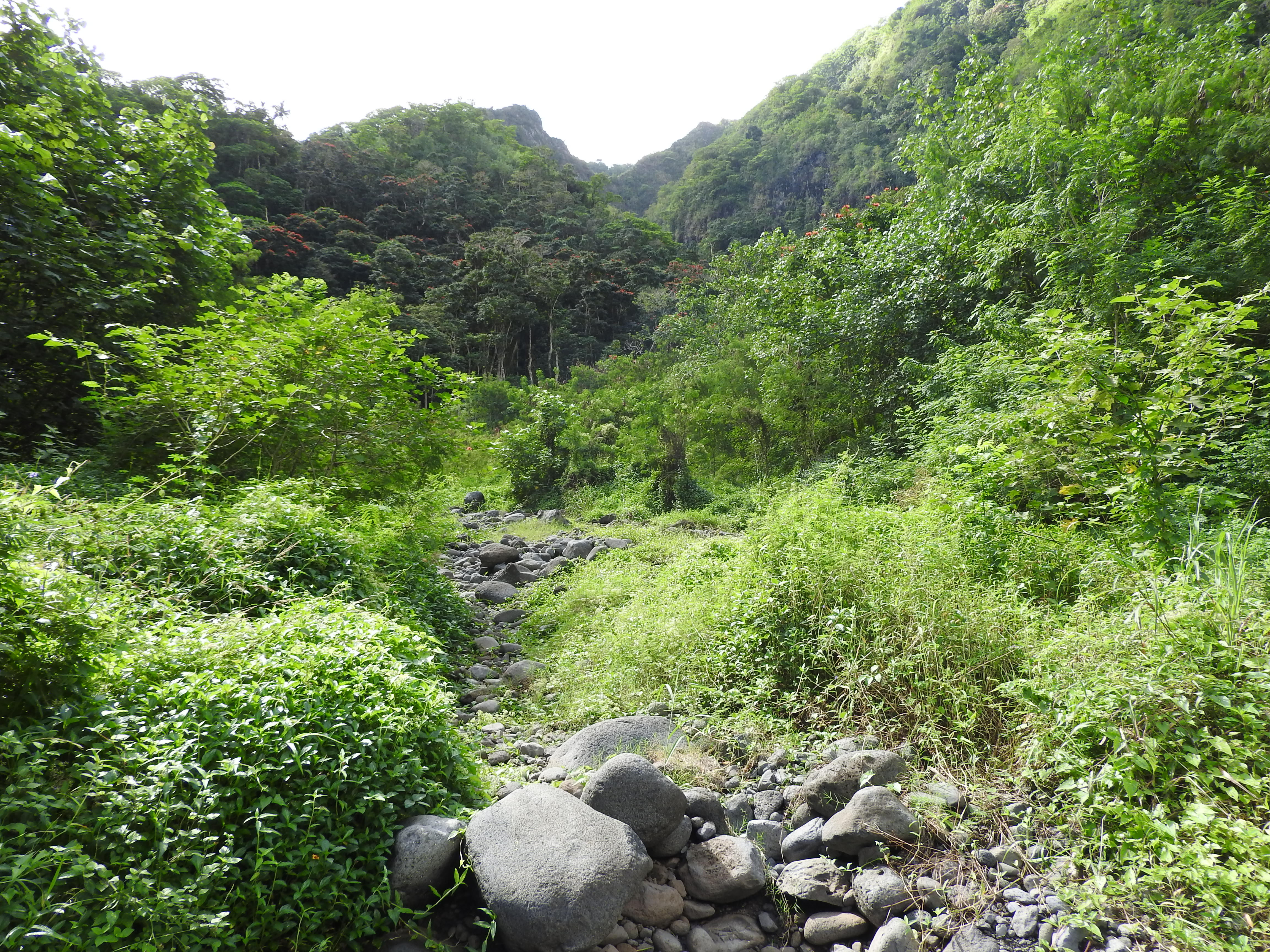 Un rahui de deux ans a été mis en place dans la vallée de la Punaru'u afin de protéger l'orangeraie. Il a été levé mardi.