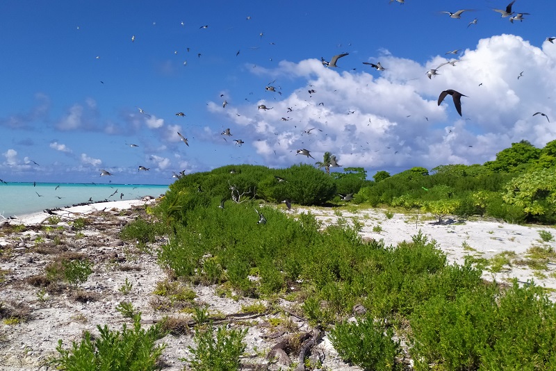 L'éradication inouïe du rat à Tetiaroa