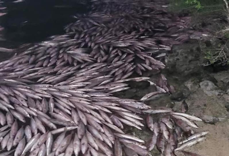 Des centaines de ature ont été retrouvés morts, flottant à la surface, ce week-end à Hao. ©FB Commune de Hao