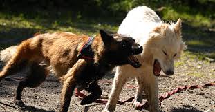 Un enfant blessé par des chiens à Teahupoo