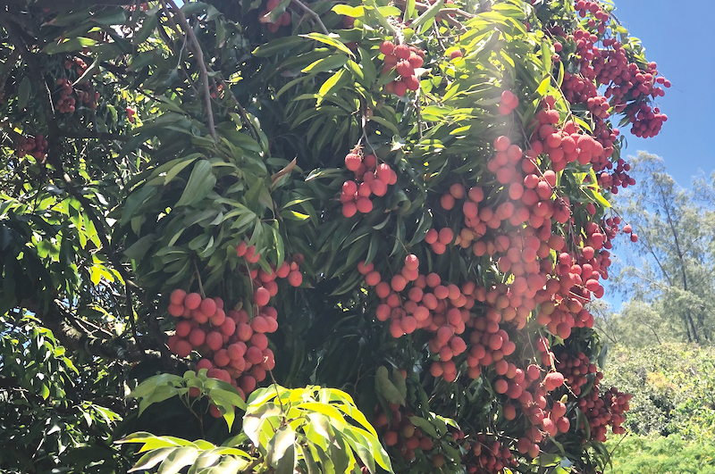 La saison des litchis débute aux Gambier 