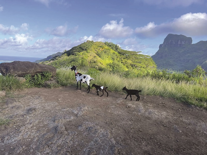 Trois chèvres libérées à Bora Bora