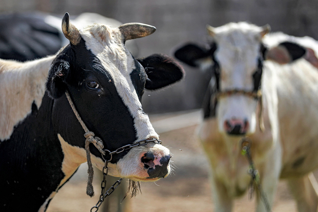 Climat: pour la Cour des comptes, la France devrait réduire son cheptel de vaches