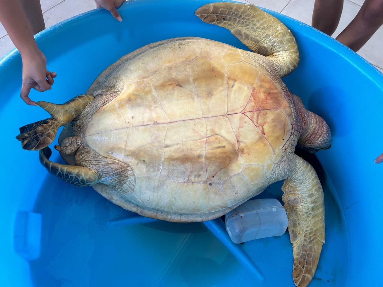 ​Une tortue verte tuée au fusil sous-marin à Faa’a