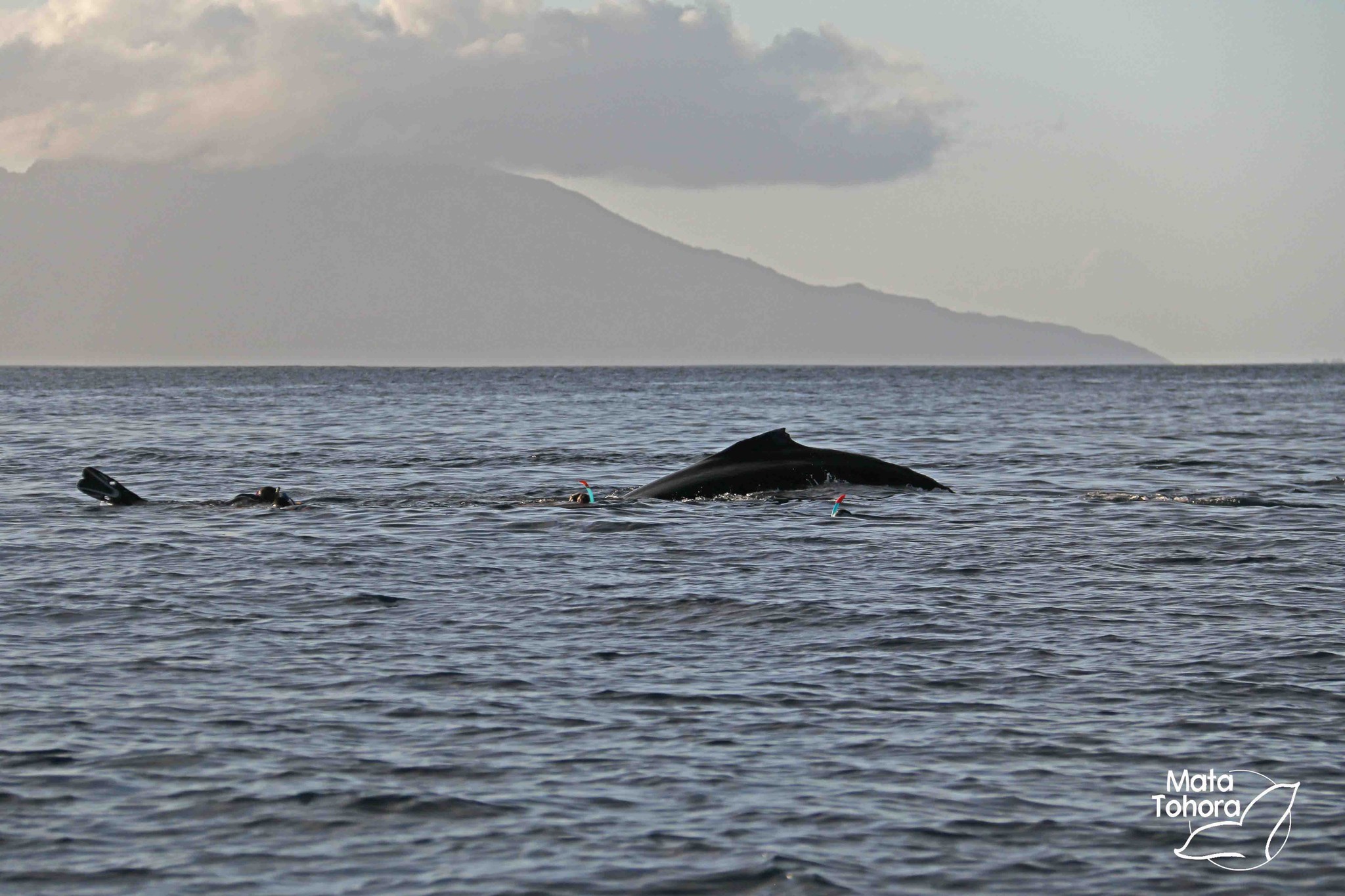 L'arrêté pris par le gouvernement en avril dernier fait, à partir de l'année prochaine, du whale watching une activité purement commerciale. Crédit photo : Thibault Segalard.