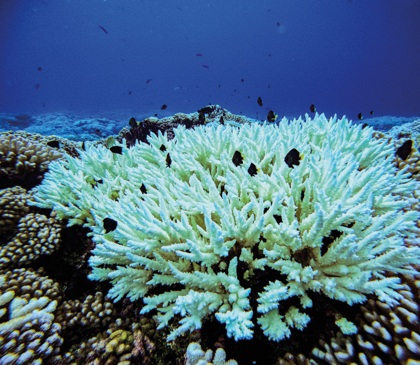 Début juin, l'Ifrecor a officialisé son antenne polynésienne pour favoriser la sauvegarde des coraux.  Crédit : Camille Lefort