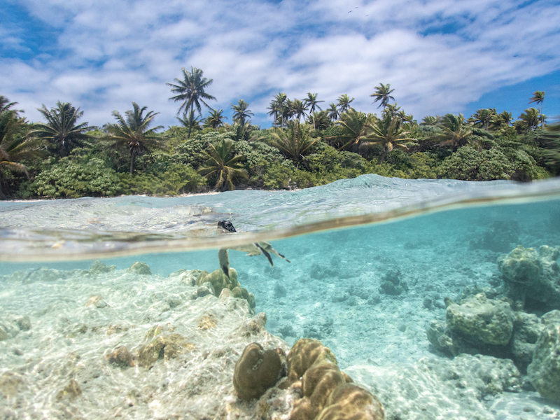 Cette année, près de 35 000 bébés tortues vertes sont nés à Tetiaroa sous la protection de l'association Te mana o te moana. Crédit photo : Théo Guillaume / Te mana o te moana.