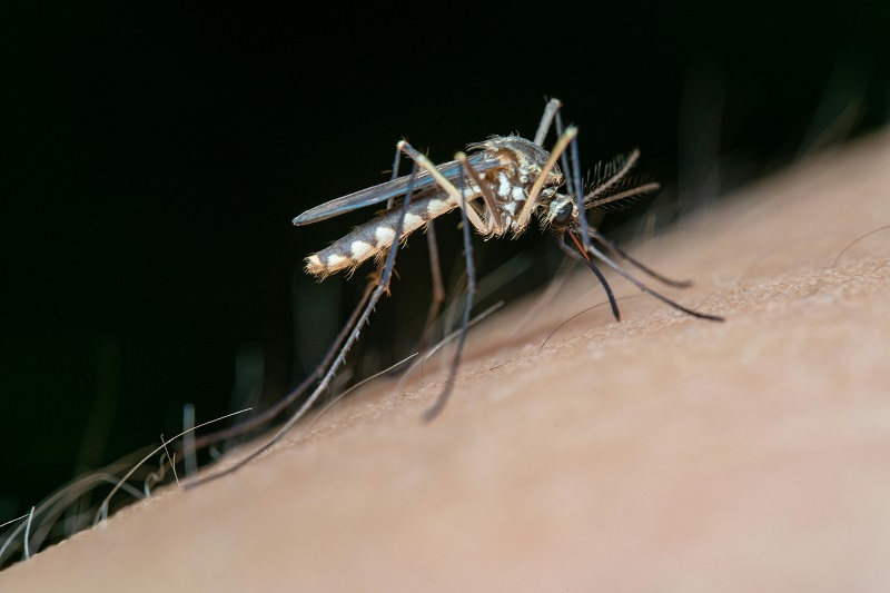 L'ILM va prochainement lancer une grande étude sur les maladies transmises par les moustiques et autres virus émergents, en Polynésie. Cette enquête aura un double intérêt, immunologique et immunogénétique. Crédit photo : Pexels.