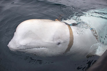 Jorgen REE WIIG / Norwegian Directorate of fisheries / NTB Scanpix / AFP