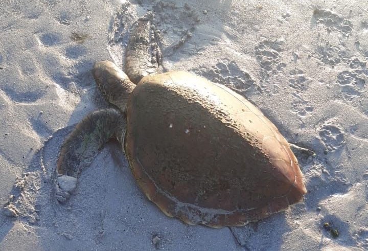 ​Une tortue verte décède après ingestion massive de plastiques