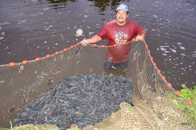 Au petit matin, Patrick pêche les crevettes dans les bassins d'eau salée  Teahupo'o