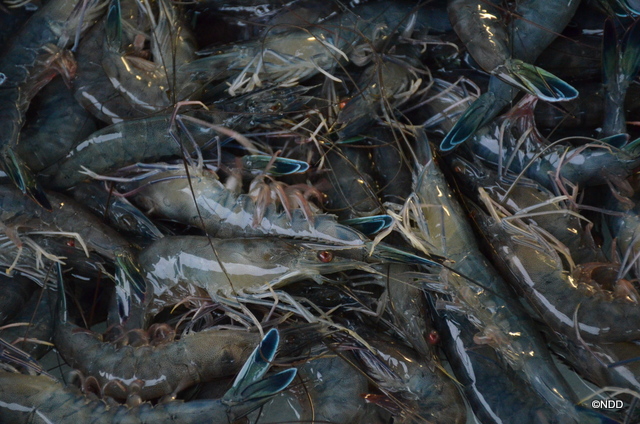 Seules les crevettes commandées sont pêchées. Elles ne subissent pas de traitements antibiotiques et sont nourries avec des granulés de qualité.