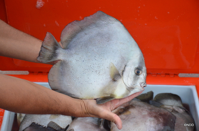 Les Paraha Peue sont pêchés deux fois par semaine. L'entreprise livre exactement la taille voulue de poisson, sa chaire reste tendre et ils sont garantis sans ciguatera.