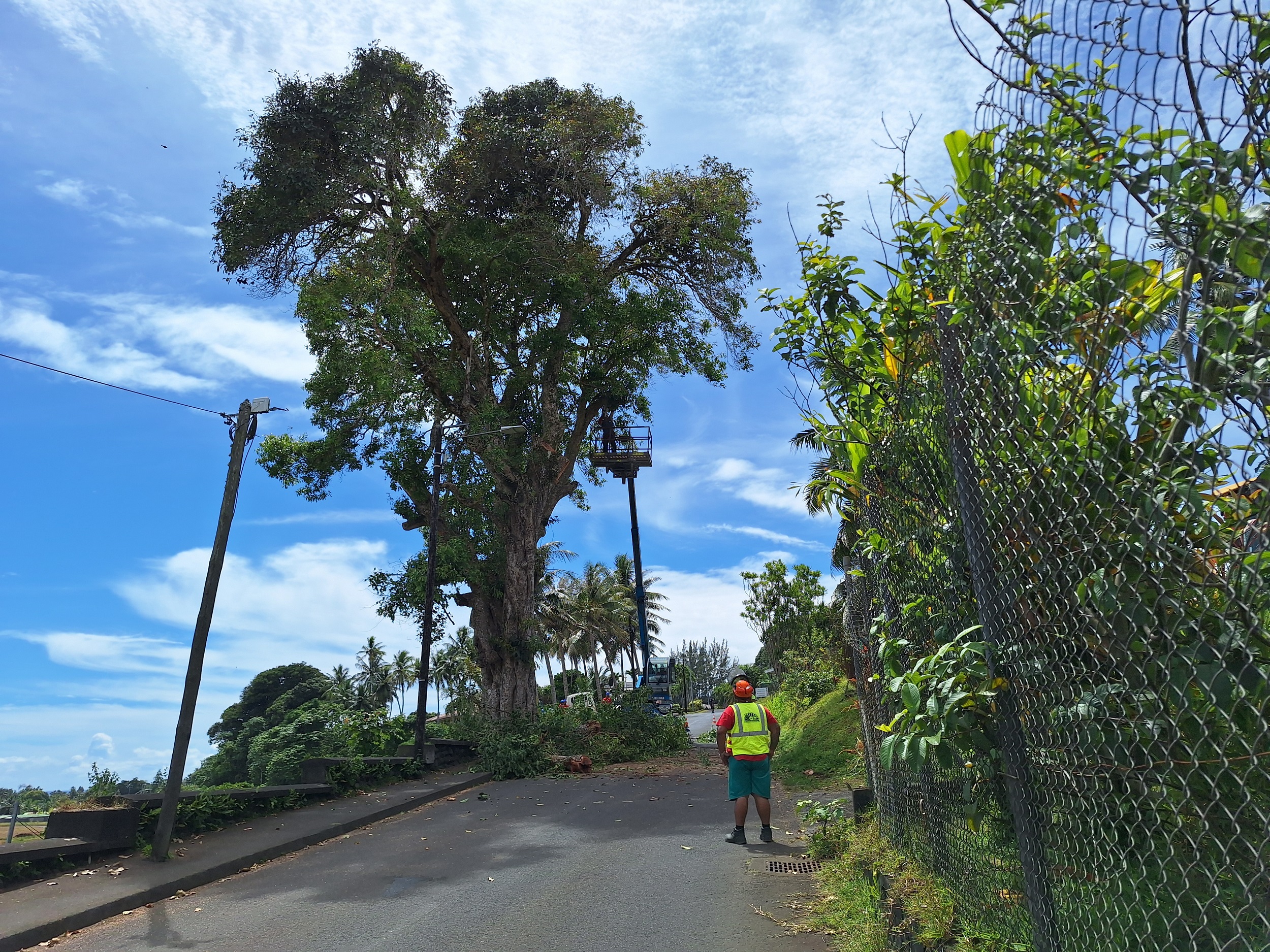 L’arbre est situé dans la montée de la mairie, entre l’hôpital et le collège (Crédit : Anne-Charlotte Lehartel).