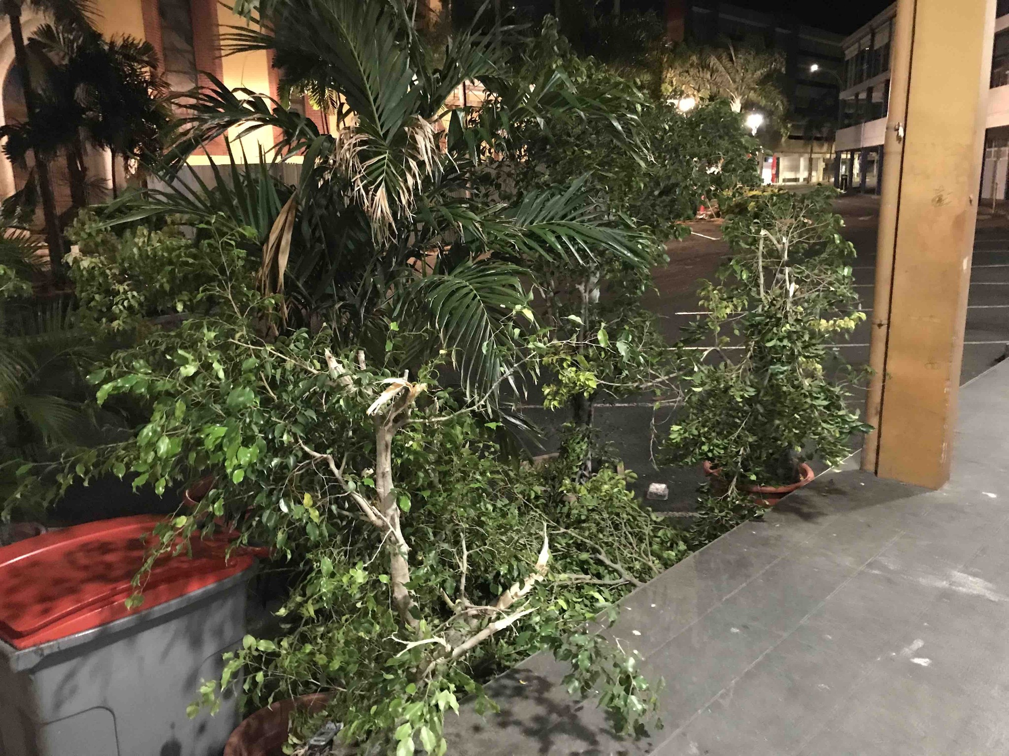 Les plantes devant le presbytère du père Christophe ont été saccagées par les policiers municipaux, selon le vicaire de la cathédrale de Papeete.