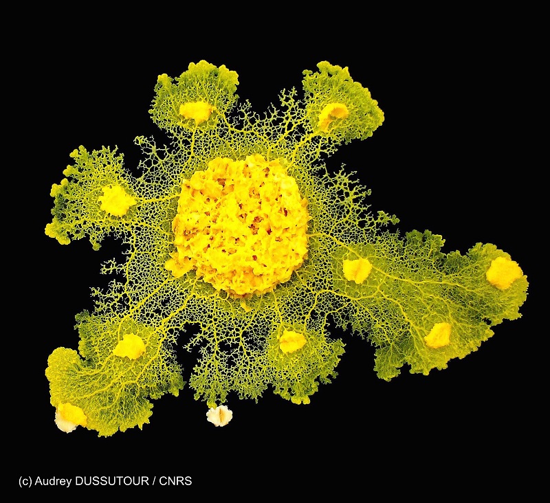 Blob, l’incroyable parcours d’un organisme unicellulaire