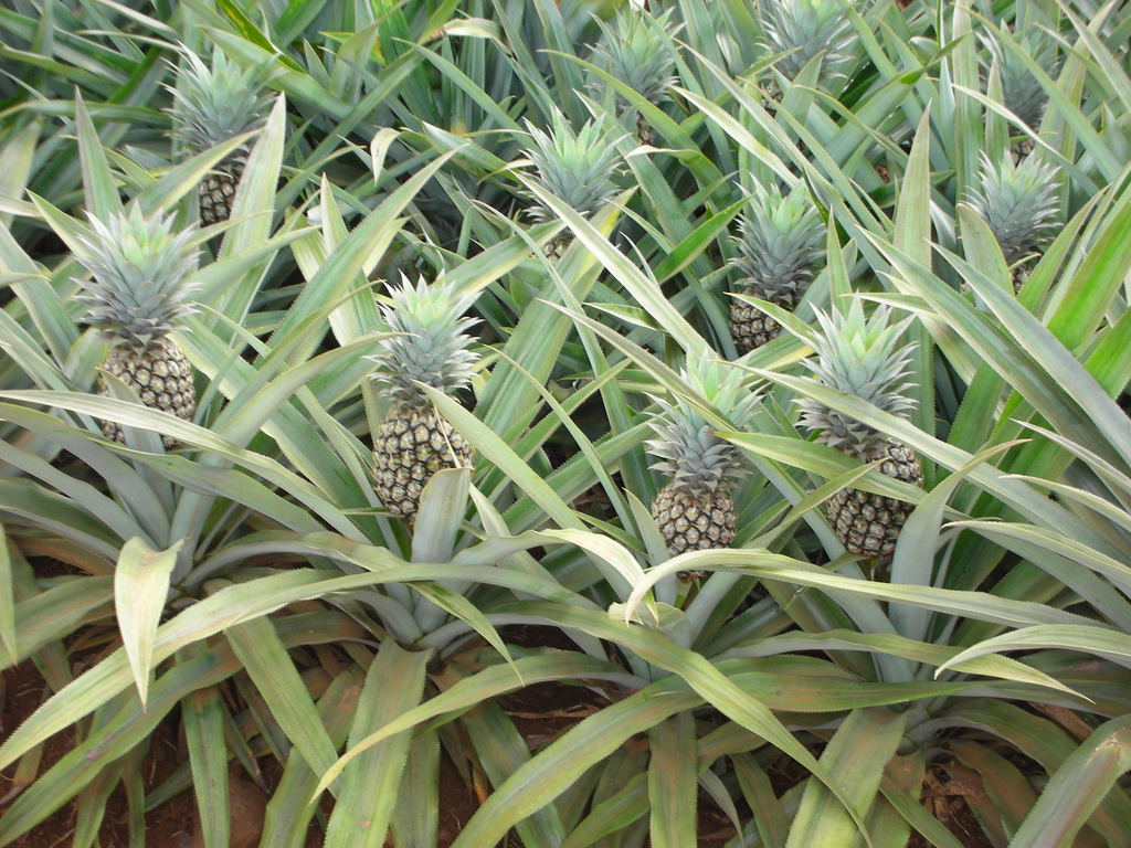Développement de la culture d’ananas sur le plateau d'Afaaiti à la Presqu’île