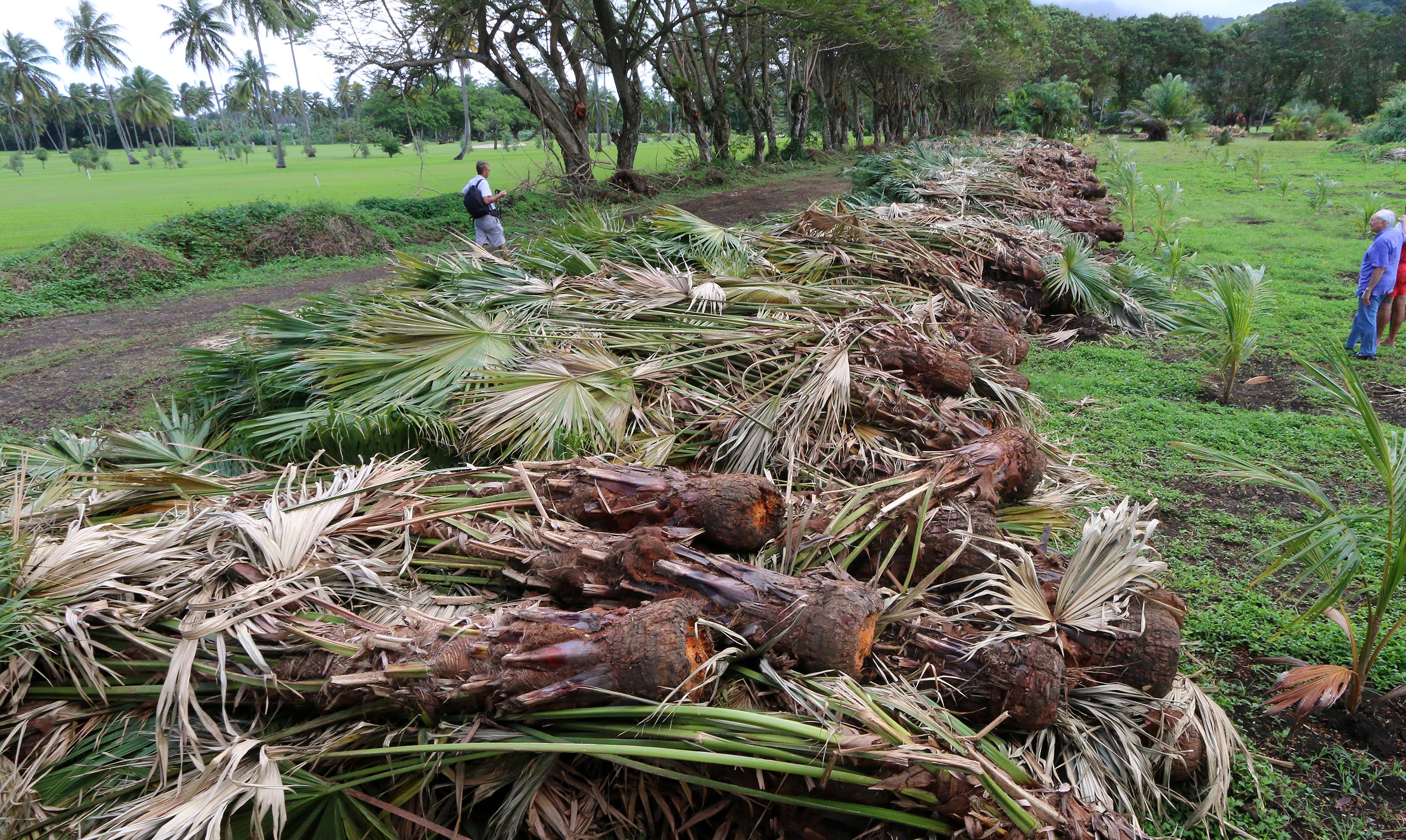 Atimaono: Des centaines de palmiers arrachés