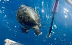 ​Une tortue verte tuée au fusil sous-marin à Faa’a