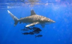 ​Rikitea, un touriste attaqué par un requin