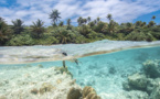 Une saison de ponte des tortues vertes “exceptionnelle” à Tetiaroa