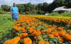 Des légumes aux fleurs pour la Toussaint