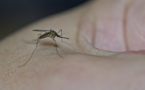 ​La dengue et la coqueluche en circulation active