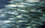 Méditerranée: des changements environnementaux font maigrir anchois et sardines