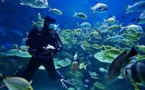 Accident de plongée à Bora Bora: décès d'une touriste américaine