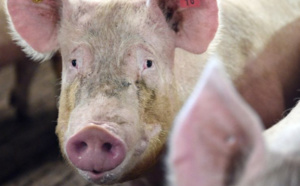 L'élevage porcin regroupe 453 structures pour 16 000 bêtes.  Archive TI