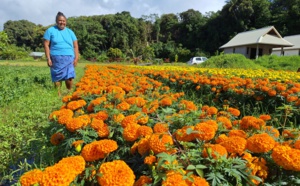 Chaque année, Dolorès Picard “transforme” son fa’a’apu pour fleurir les tombes avec des œillets d’Inde (Crédit : Anne-Charlotte Lehartel).