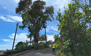 L’arbre est situé dans la montée de la mairie, entre l’hôpital et le collège (Crédit : Anne-Charlotte Lehartel).