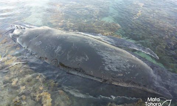 Le baleineau de Tautira est mort