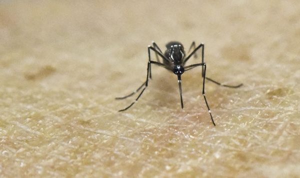 La dengue persiste malgré la saison fraiche