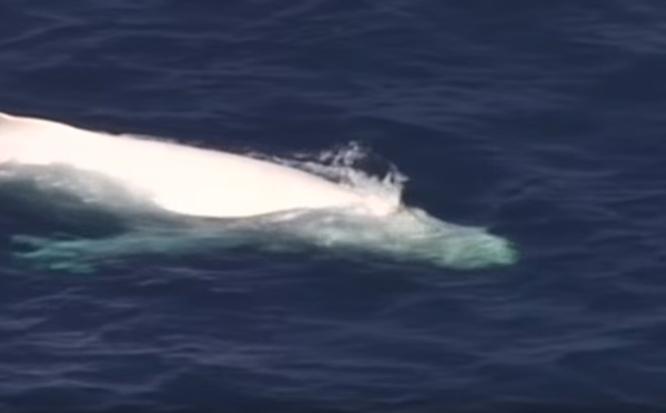 Australie: un très rare baleineau blanc filmé par un drone