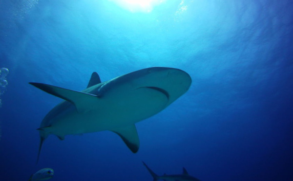 Entre requins et méduses, deux plongeurs ont dérivé 48 heures dans le Pacifique