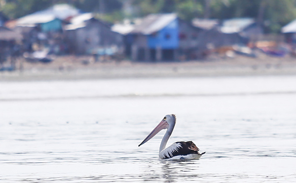 Un pélican "perdu" fait des heureux aux Philippines