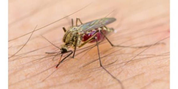 L'OMS craint une propagation du virus Zika en Asie-Pacifique