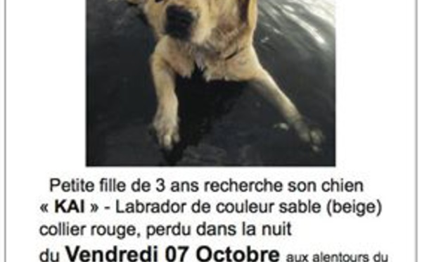 Disparition du labrador Kai : la commune de Faa'a porte plainte