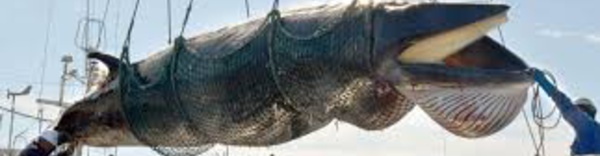 Tentative pour limiter la chasse à la baleine pratiquée par le Japon