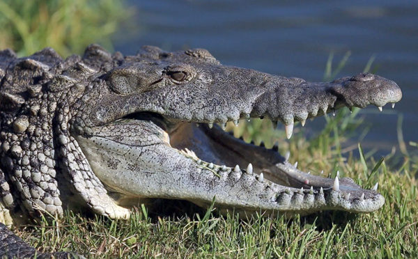 Le débat sur la chasse au crocodile géant ressurgit en Australie