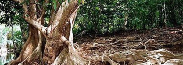 "Place importante" de l'Outre-mer dans l'Agence française de la biodiversité