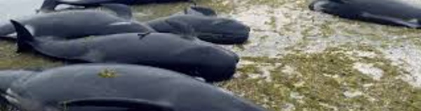 Des centaines de baleines meurent échouées en Nouvelle-Zélande