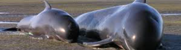 Nouvelle-Zélande: nouvel échouage de baleines malgré les efforts de centaines de sauveteurs