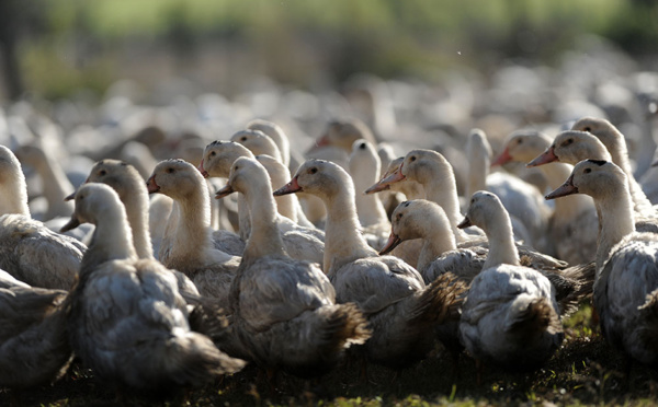 Grippe aviaire: tous les canards des Landes vont être abattus