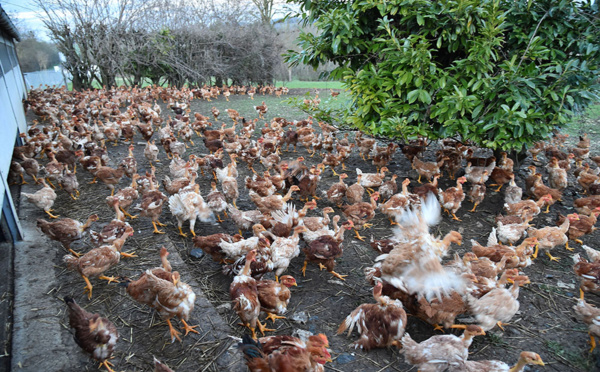 Nord: 10.000 poulets morts, traces d'influenza aviaire détectées