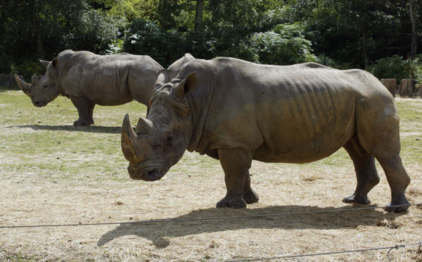Un rhinocéros tué au zoo de Thoiry, sa corne sciée